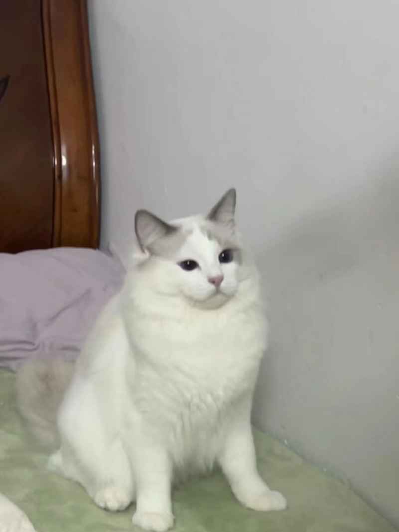 可爱的猫猫，谁能抗拒呢 25