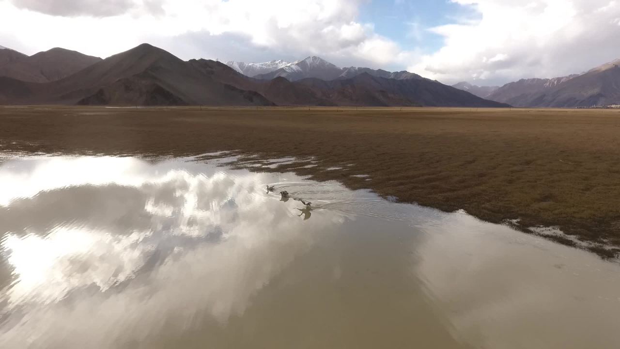 追逐水鸟