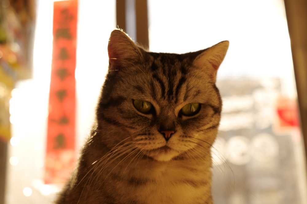 宠物