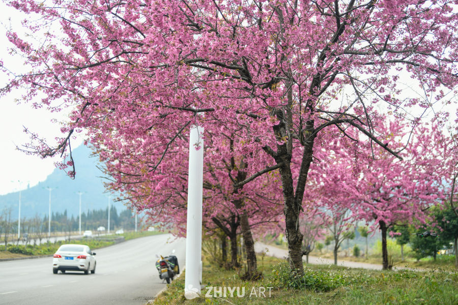 冬樱花盛开 冬季花海 6