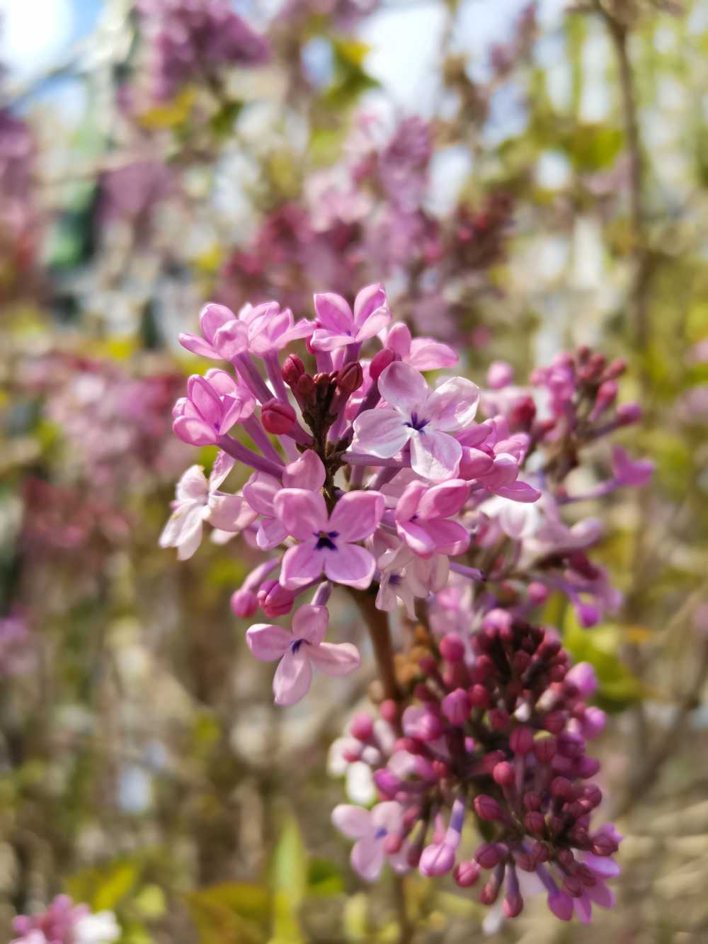 丁香花
