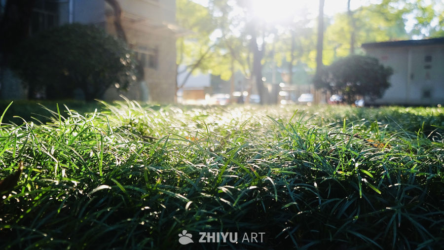 学校里的绝美风景