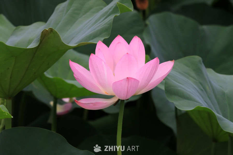 荷花 60