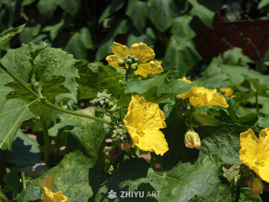 夏日里生机勃勃的丝瓜花
