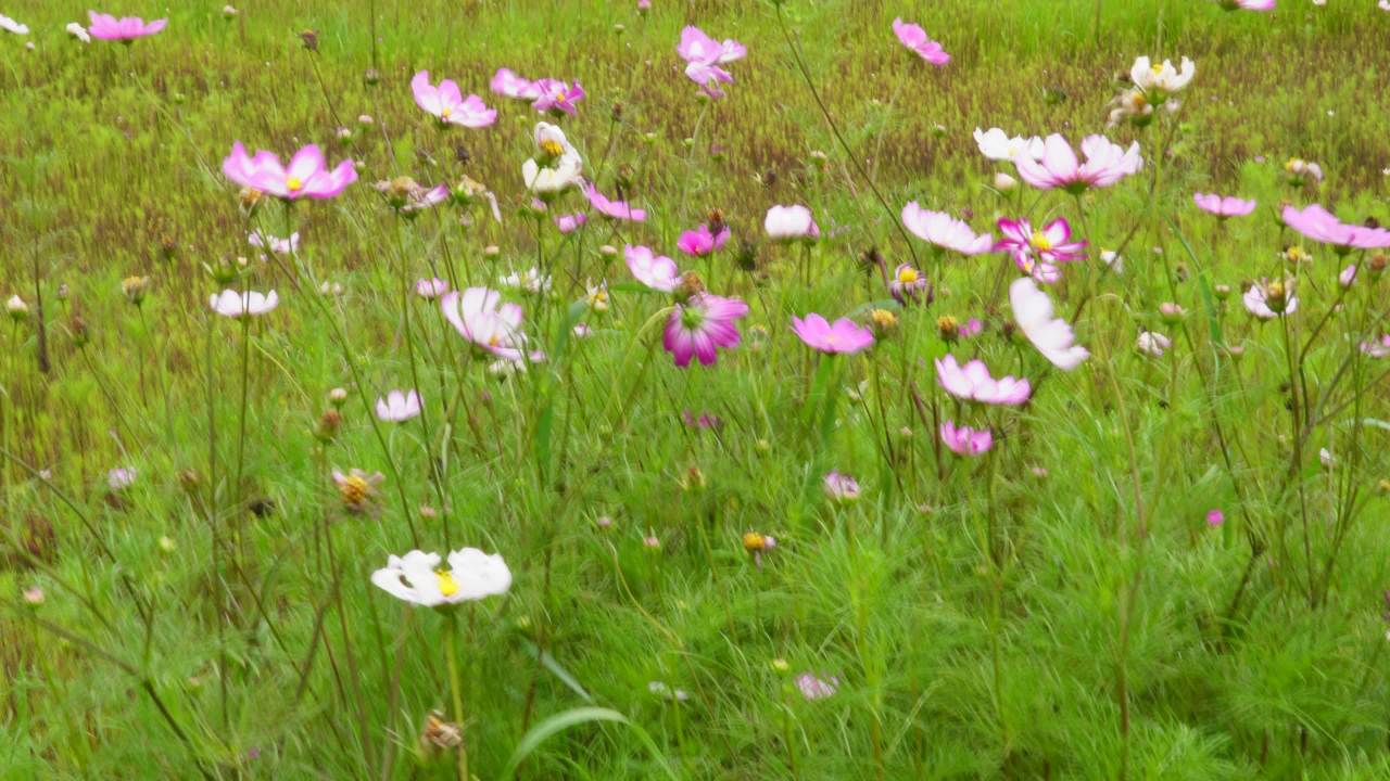 花海的宁静时光