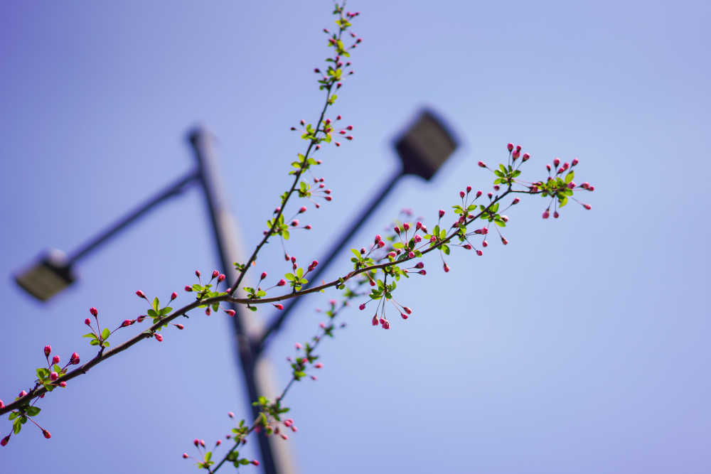 春天的花