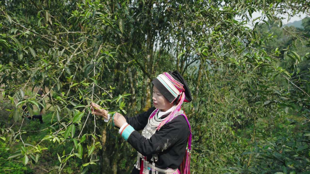 苗族女子在茶园采茶