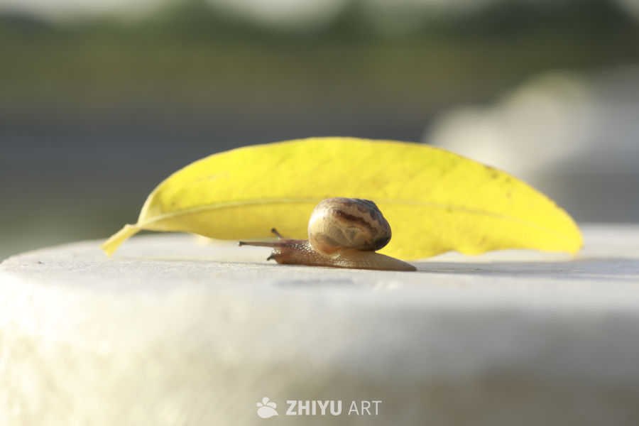 蜗牛与落叶