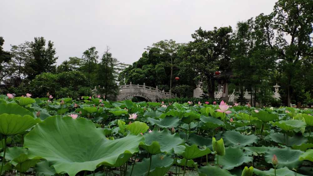 惠州西湖荷花池