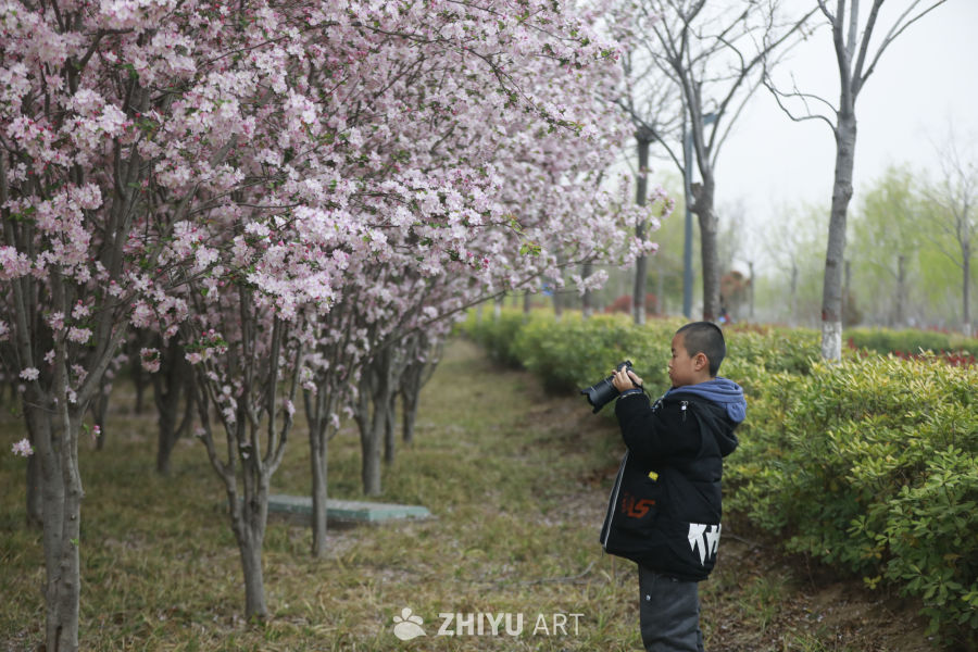 樱花下的摄影师