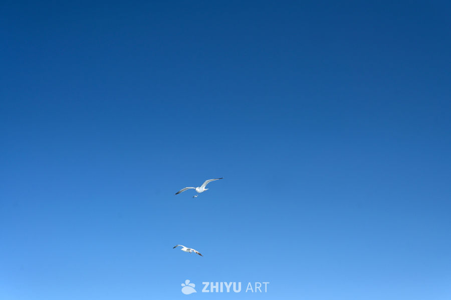 白色海鸥在蔚蓝大海自由飞翔 8