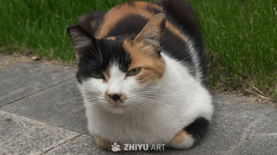 幸运三花小猫
