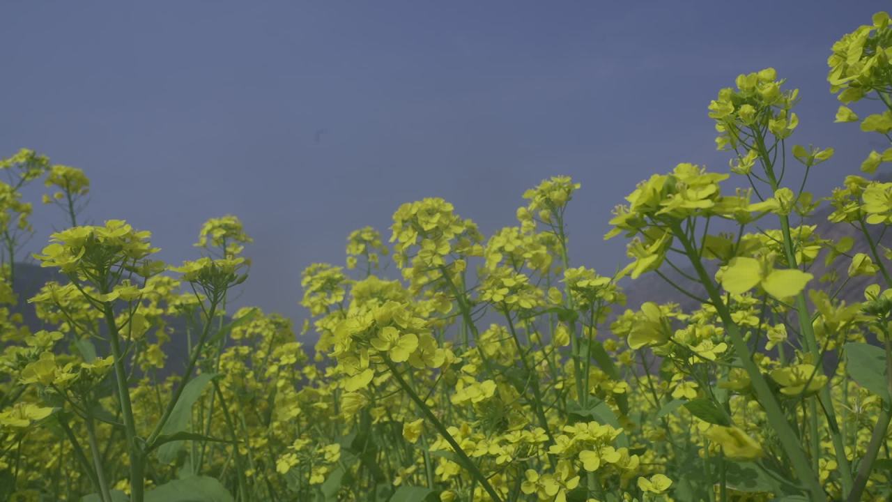油菜花盛开 6