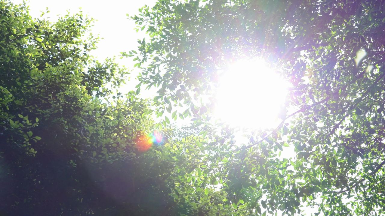 4K夏日阳光透过树梢