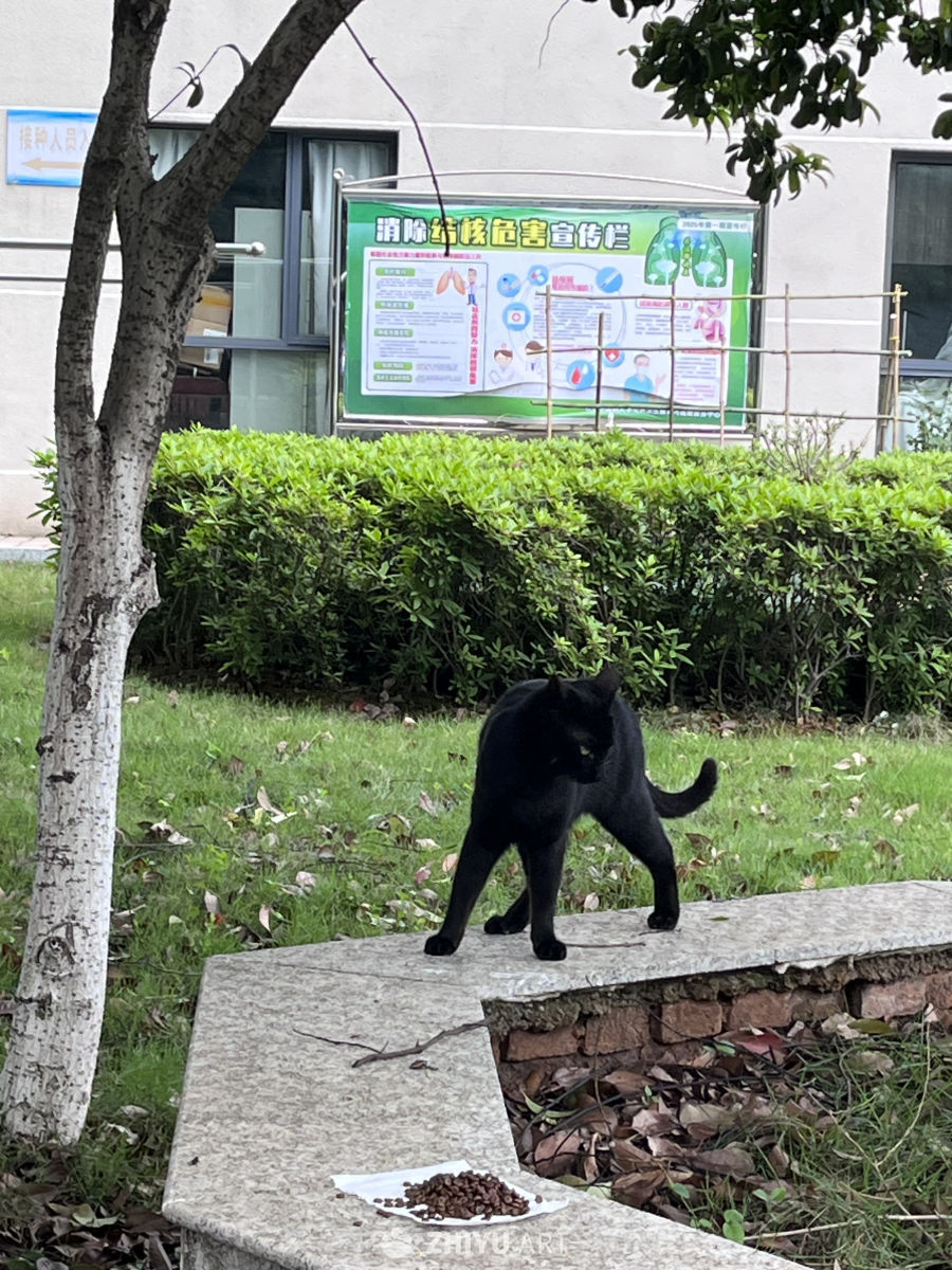 黑猫与草地上的石台