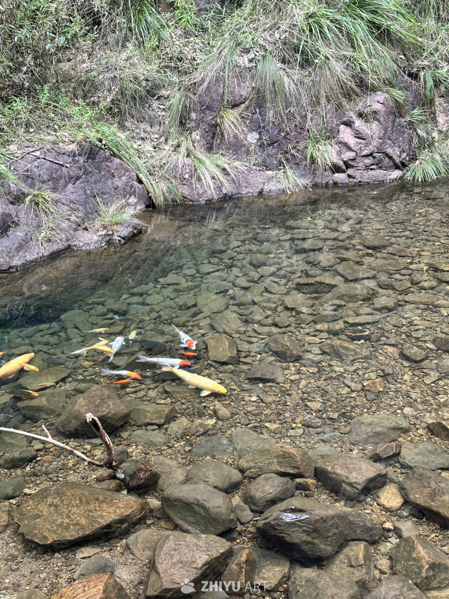 桐庐大奇山森林公园 2
