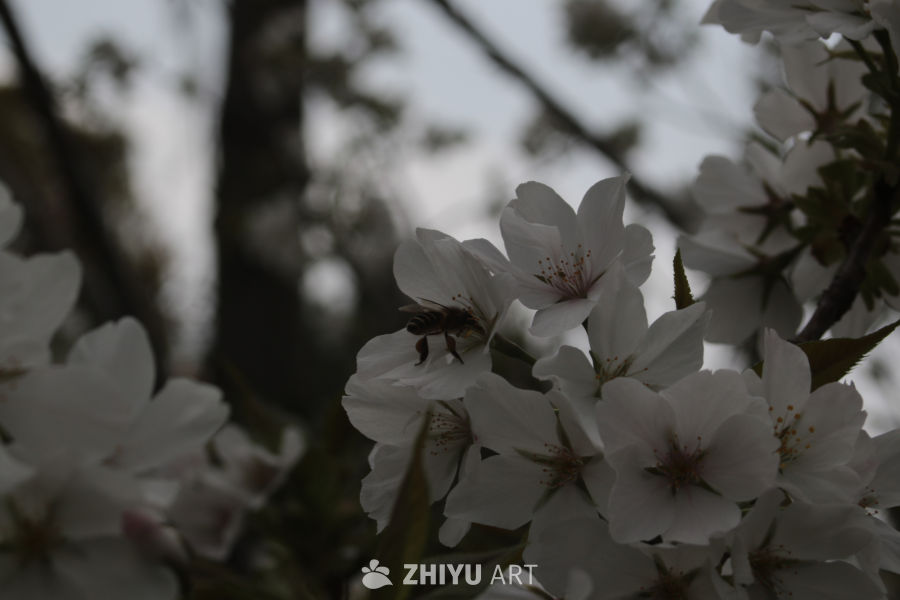 春日花间蜜蜂舞