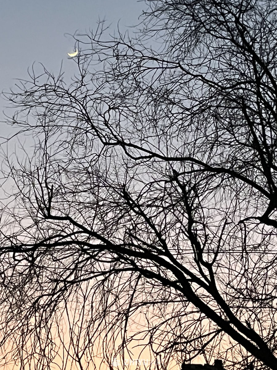 月夜下的枝影