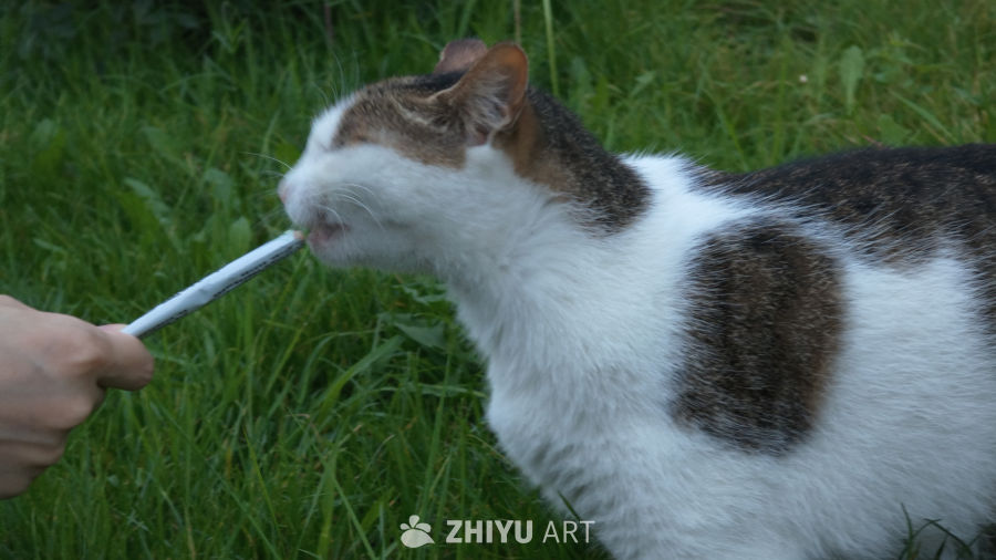 草丛里的猫咪