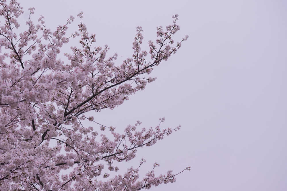 樱花季