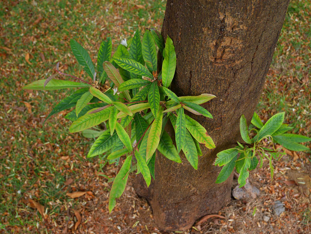 长芒杜英树