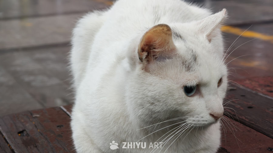 可爱的白色异瞳小猫