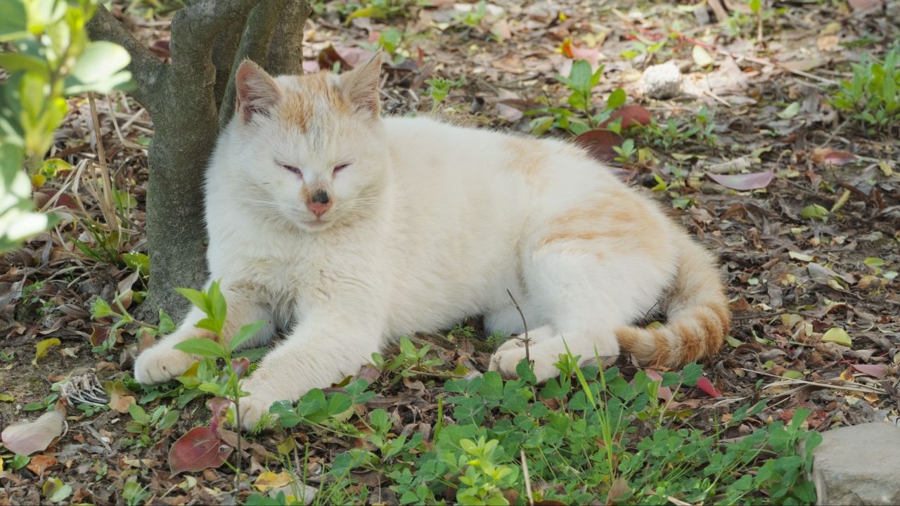 午休的猫咪4K实拍