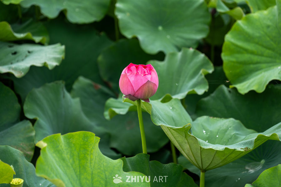 荷花 56