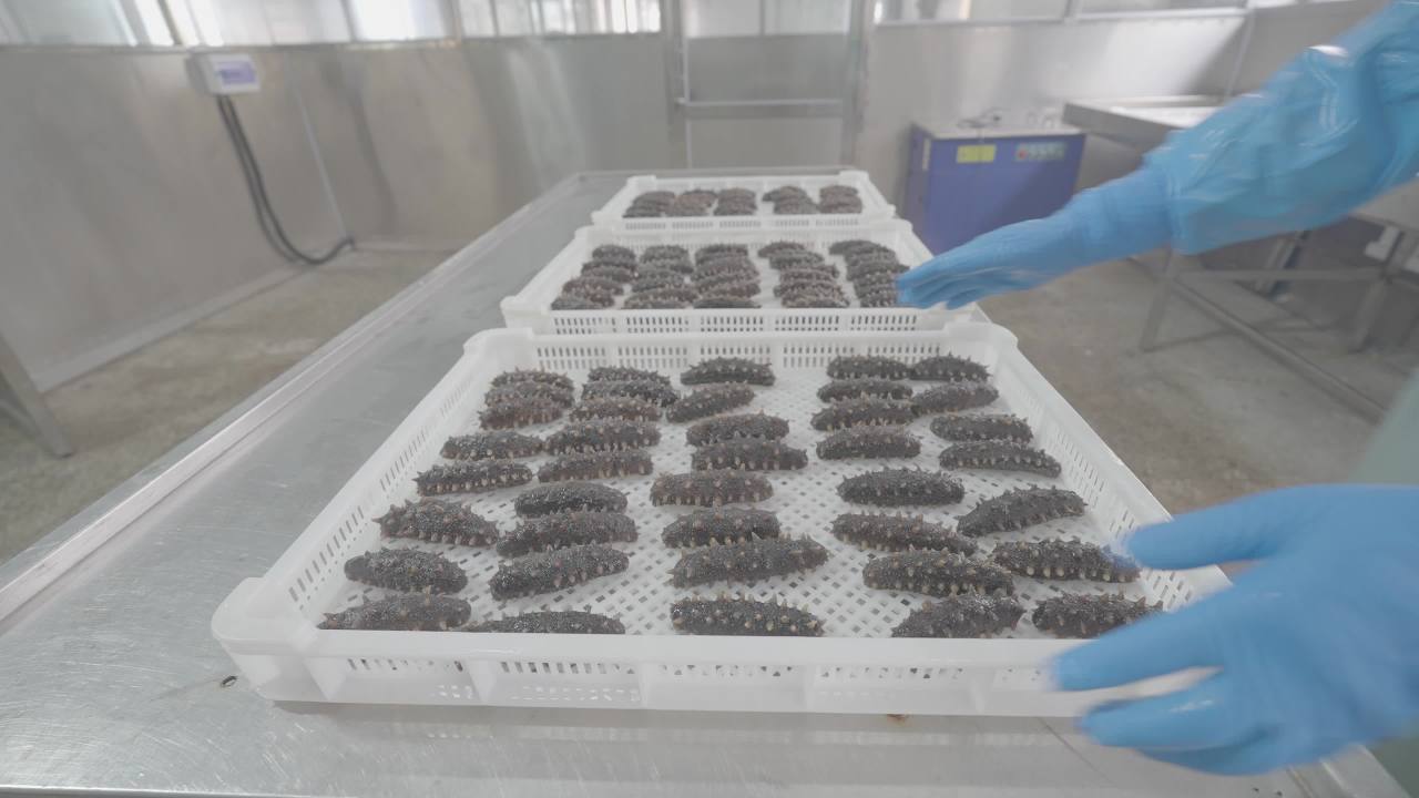 海参加工厂生产过程