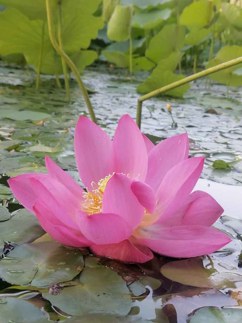芙蓉出水