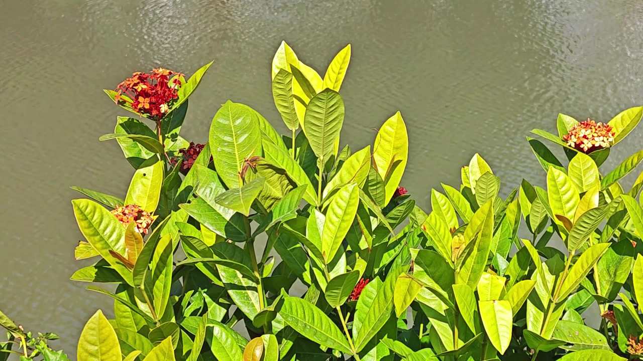 4K阳光水边龙船花