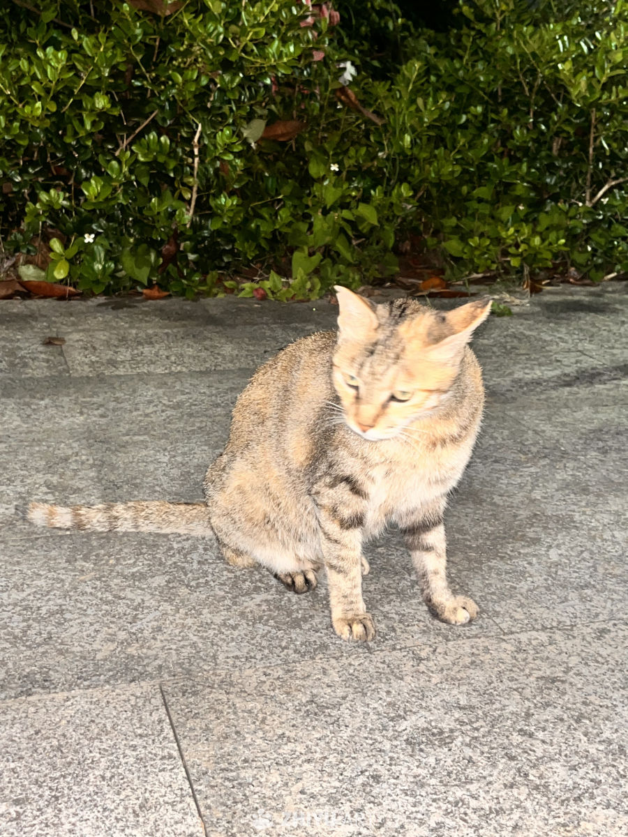 阳光下的街头小猫