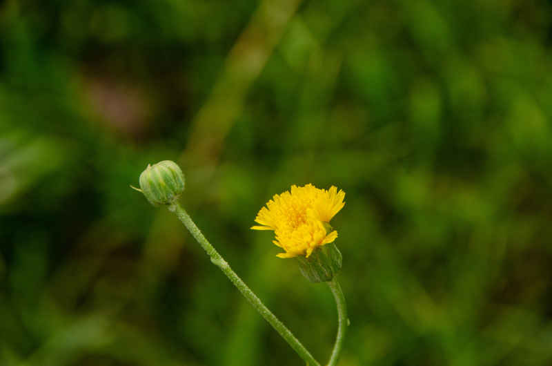花特写