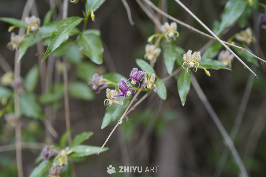 紫色花朵的静谧