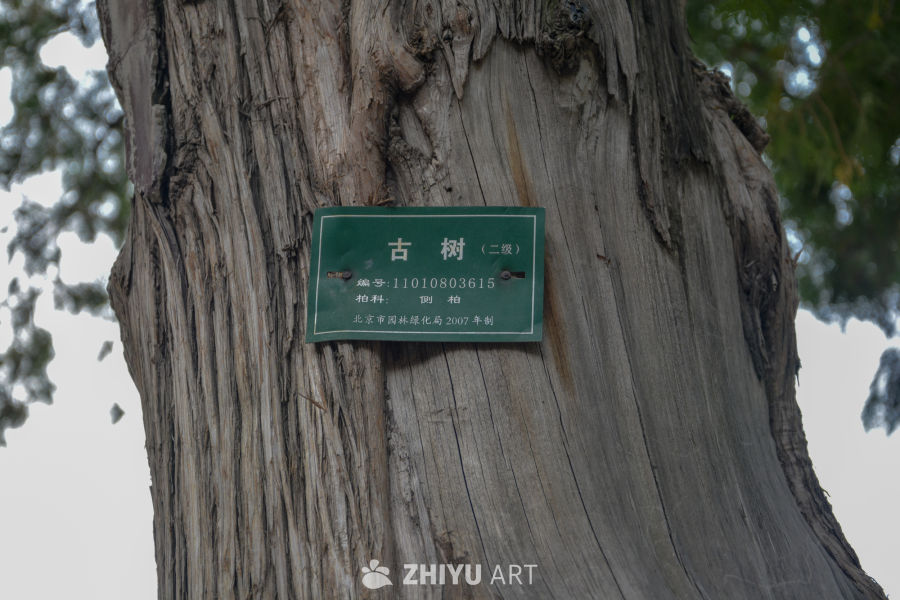 公园古树