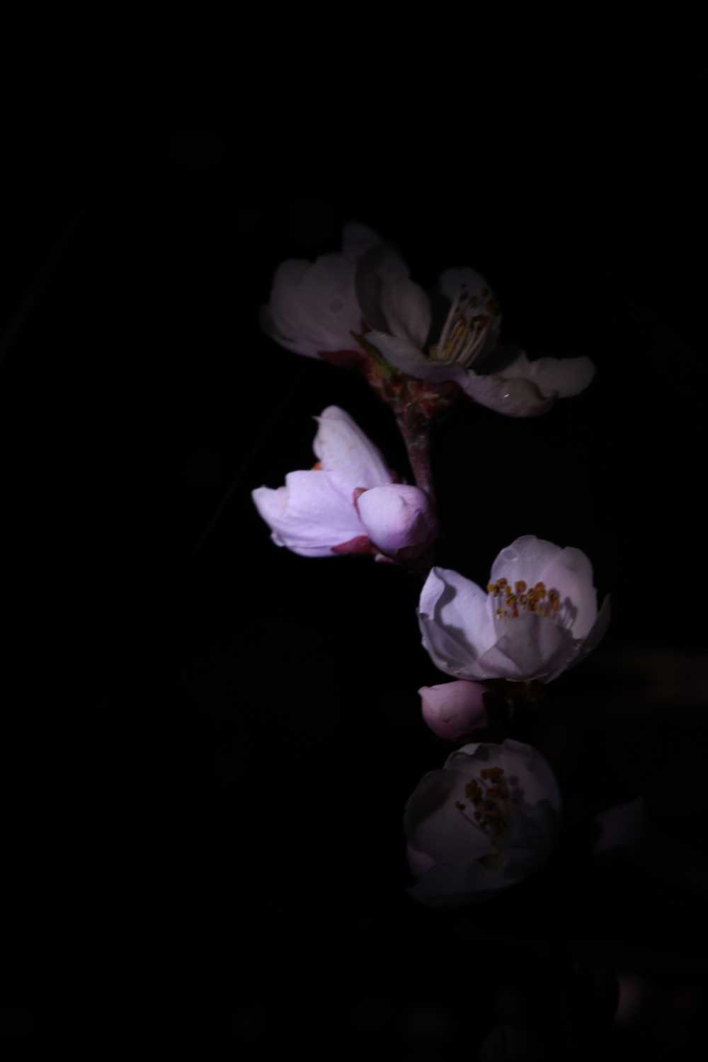 盛夜