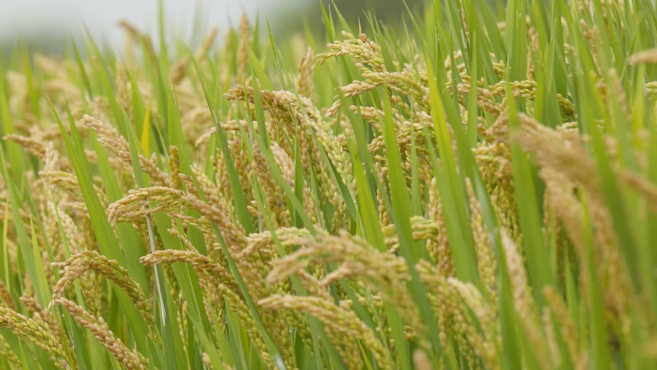 乡村田野水稻粮食庄稼 8