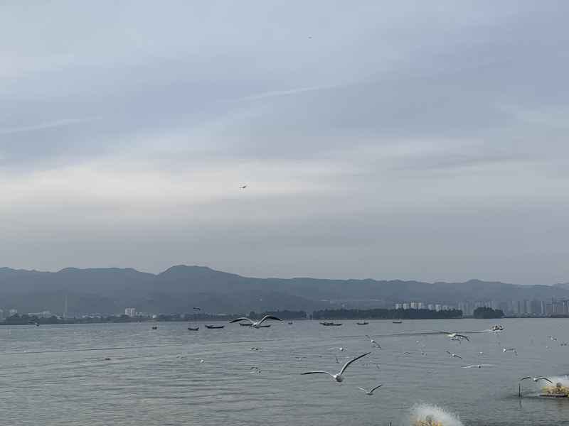 海鸥 19