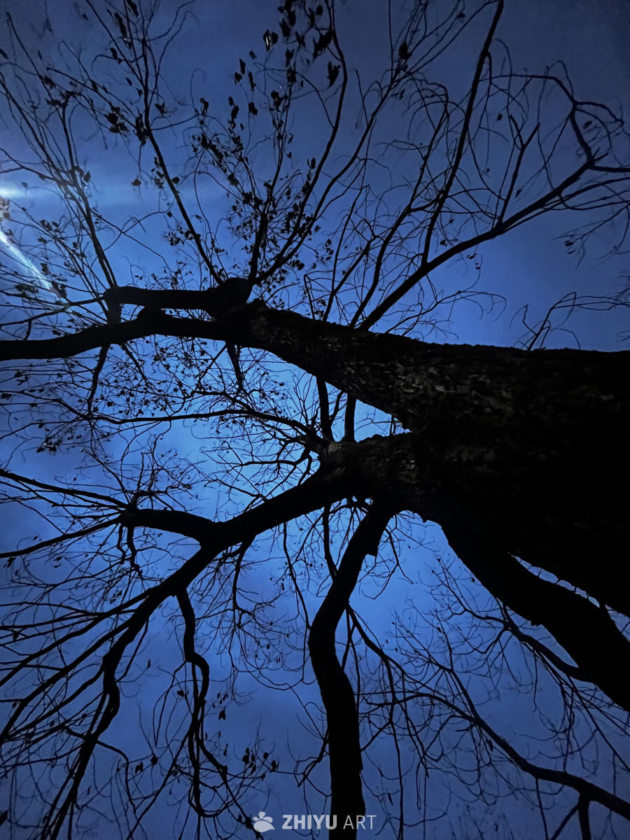 夜空下的孤树