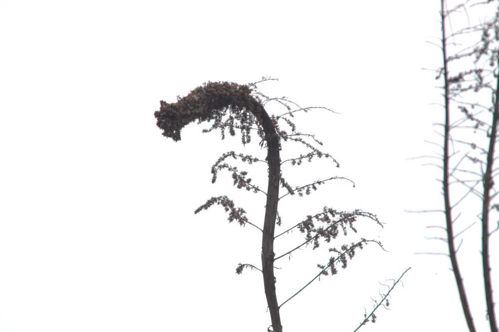最后的容颜