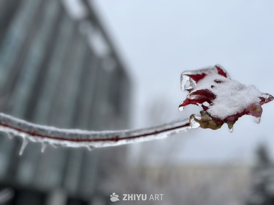 冰封红叶：冬日静谧之美
