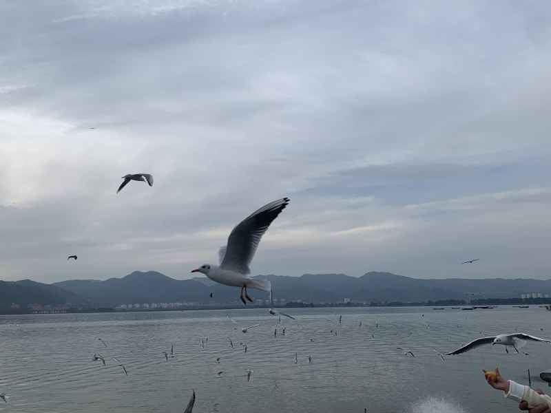 海鸥 5