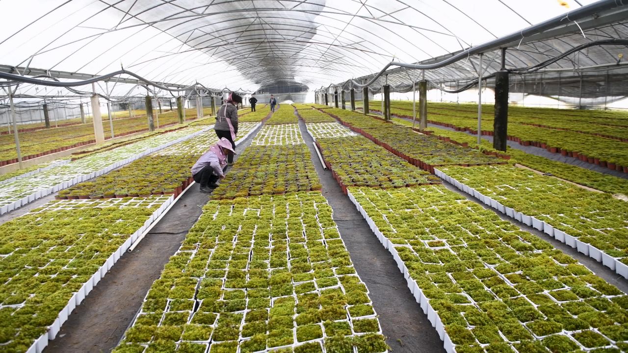 4k大棚种植  苔藓植物种植