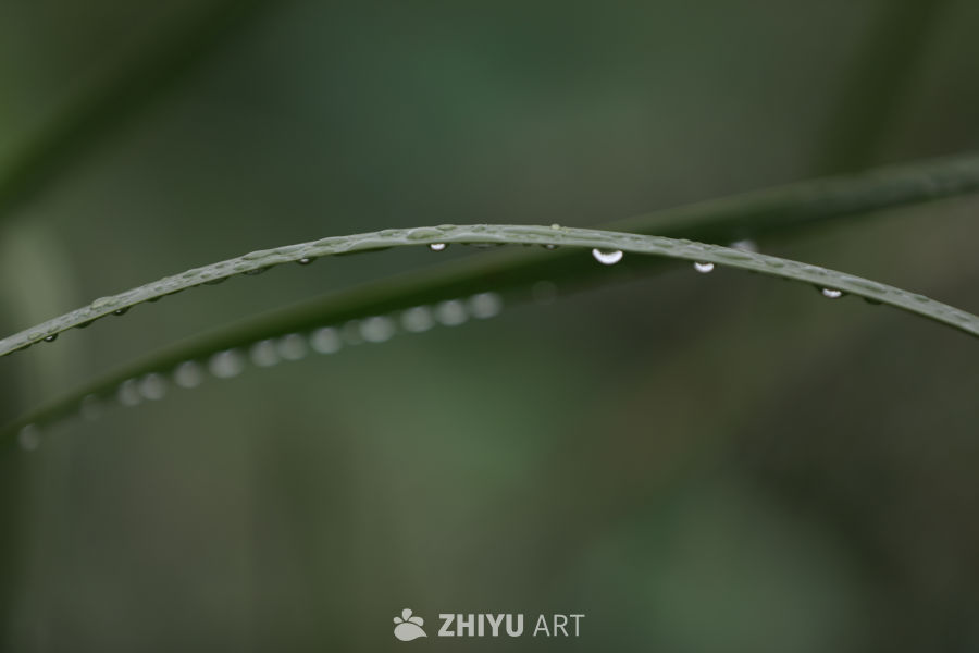 晨露静谧