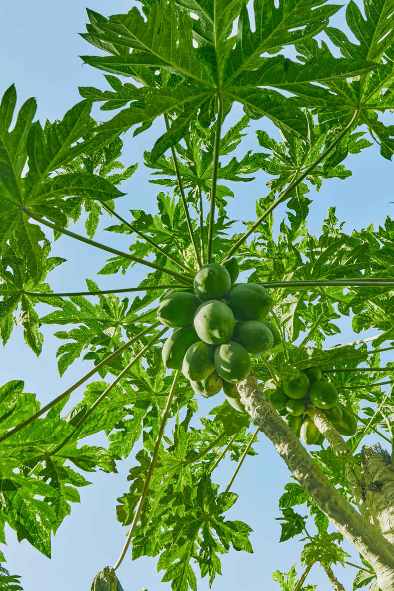 木瓜树