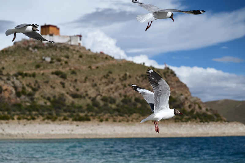 西藏羊卓雍措日托寺边天空中飞翔的黑面海鸥群