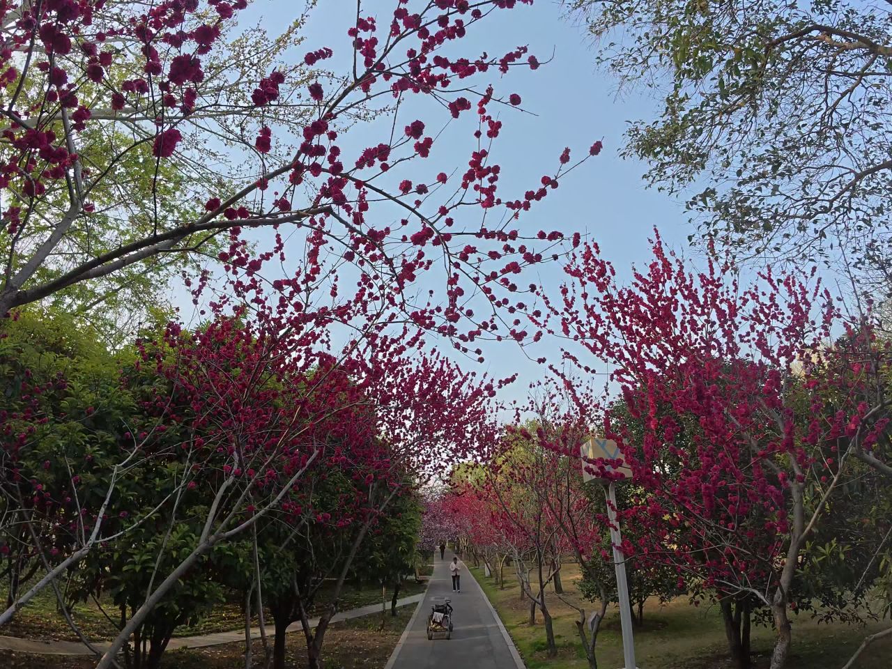 樱花隧道漫步