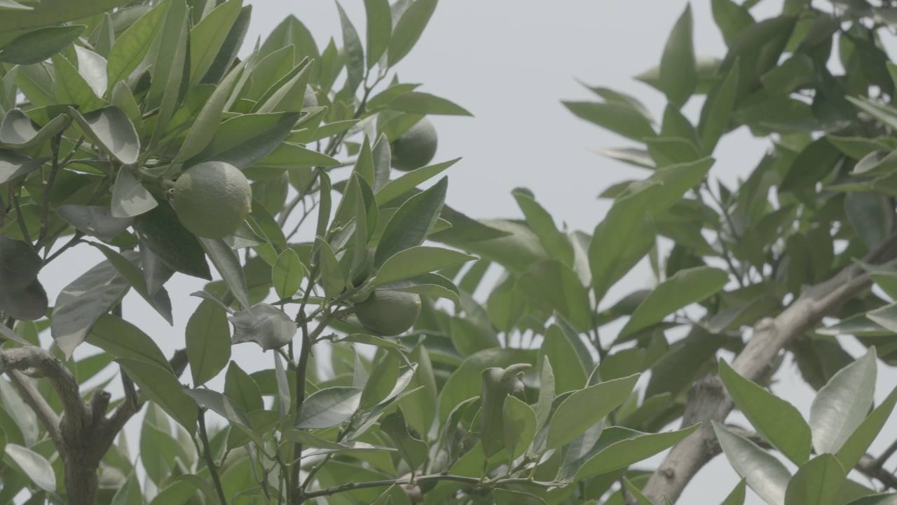 绿叶与果实的宁静