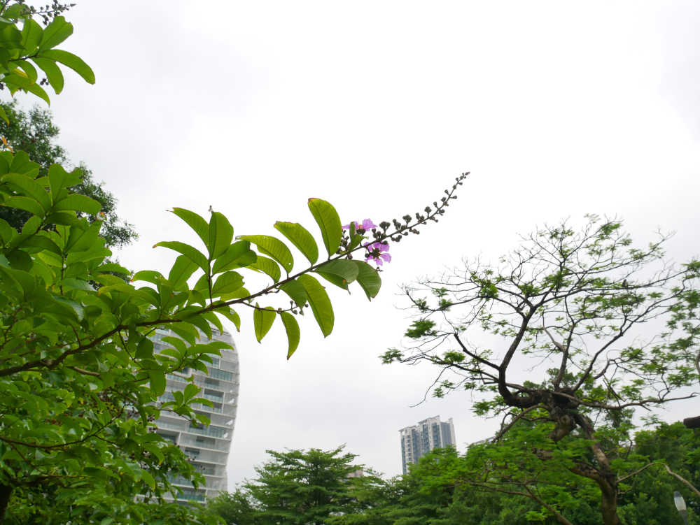 公园里的大花紫薇花枝