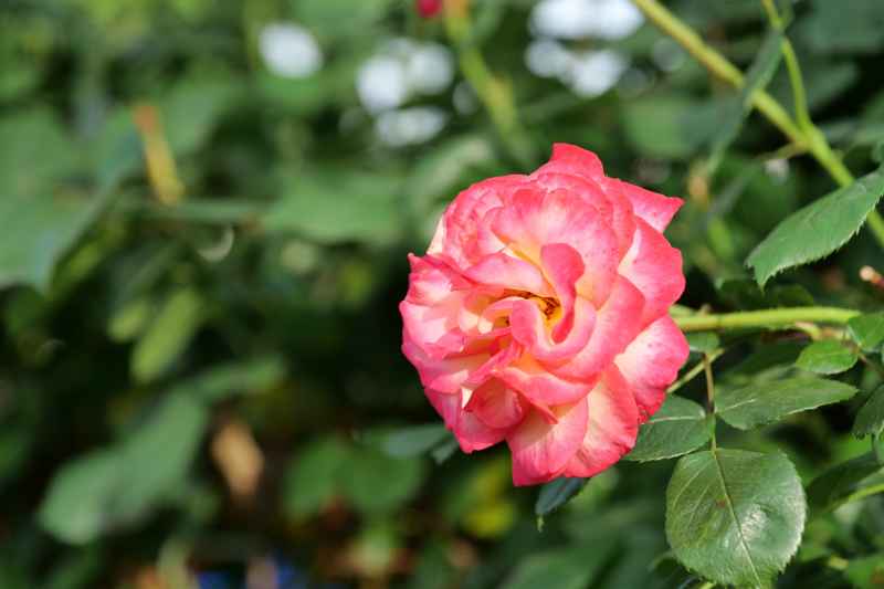 月季花 30